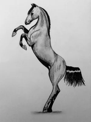 набросок лошади на белом фоне. векторный электронный рисунок, стилизованный  как карандаш или перо. Иллюстрация вектора - иллюстрации насчитывающей  быстро, конноспортивно: 225980654