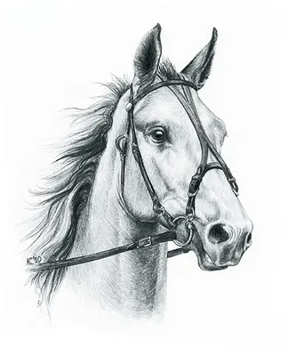 Лошадь нарисована карандашом простым» — создано в Шедевруме