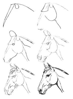 Рисунок лошади карандашом спереди - 63 фото