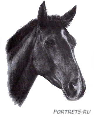 Голова лошади рисунок карандашом - 41 фото
