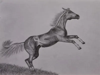 белая лошадь нарисована карандашами на бумаге, картинки рисунков лошадей,  лошадь, Рисование фон картинки и Фото для бесплатной загрузки