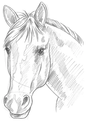 Голова лошади рисунок поэтапно | Эскизы животных, Рисунки животных,  Лошадиные картины