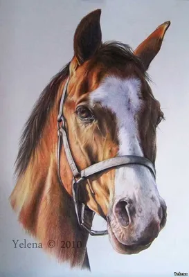 Лошадь с белой гривой и коричневым фоном с карандашом. | Премиум Фото