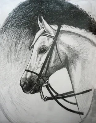 Рисунок карандашом \"Арабская лошадь\" - Фрилансер Яна Хазова yana_werewolf -  Портфолио - Работа #2684218