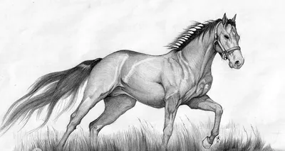 Рисунок лошади цветными карандашами и на белом фоне генеративный ai |  Премиум Фото