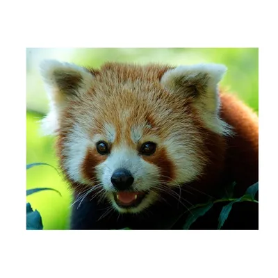 Красная панда» — создано в Шедевруме