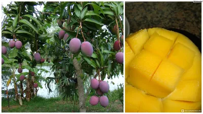 Манго чудо - фрукт необходимый для вашего здоровья. | SarovSky | Дзен