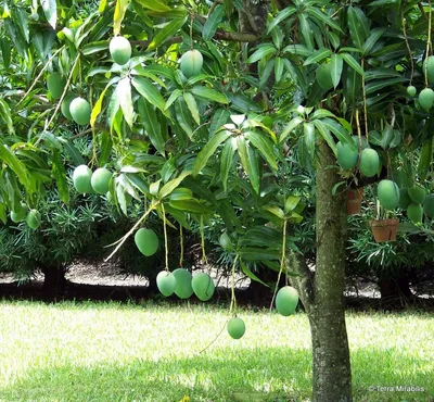 Фрукты Манго - «☆А вы пробовали настоящий спелый Манго ? Как правильно  Употреблять, Выбрать и Сохранить манго!? Полезные свойства, Вред и даже  Противопоказания! И почему данный фрукт так целебен!☆» | отзывы