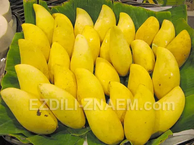 Польза манго для организма, состав, калорийность — Журнал Едадила