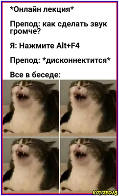 Топ-20 смешных мемов про кошек №8 | Котопедия. Мемы и видео о котах! | Дзен