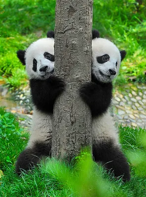 две панды сидят на ветке посреди леса, милые картинки панд, милый, панда  фон картинки и Фото для бесплатной загрузки