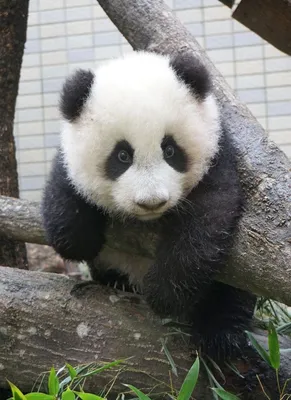 Панда – самое милое и добродушное животное, как жаль, что из-за лени их  популяция стремительно сокращается | Животный мир | Дзен