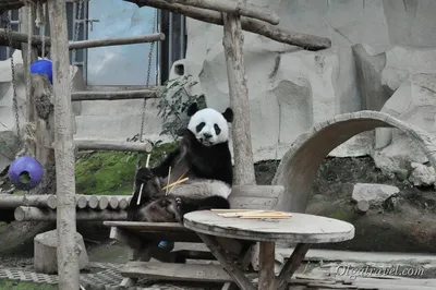 Милые панды стоковое фото. изображение насчитывающей перемещение - 72068310