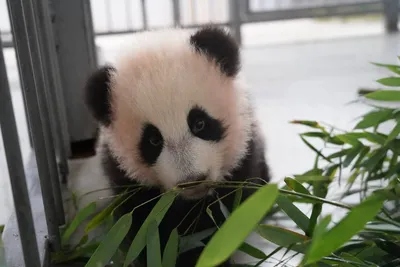 Панда – самое милое и добродушное животное, как жаль, что из-за лени их  популяция стремительно сокращается | Животный мир | Дзен