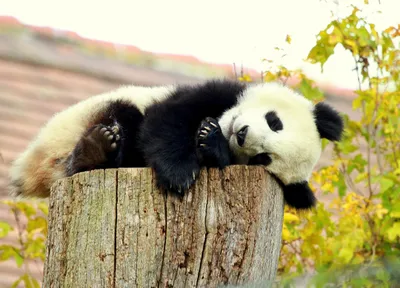 Картина по номерам \"Милая панда\"