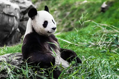 Самое милое животное панда - 72 фото