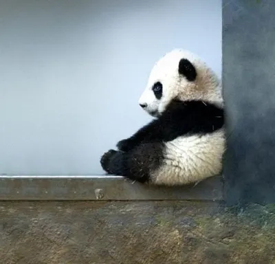Панда милая под угрозой исчезновения животных дикая природа красная панда  Фон И картинка для бесплатной загрузки - Pngtree