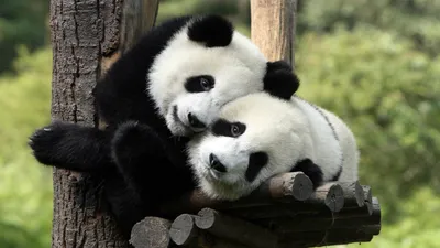 Картинки панда (44 фото) » Юмор, позитив и много смешных картинок