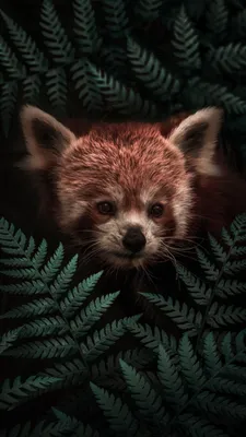 Animal Cute HD Wallpaper by Scott Ford