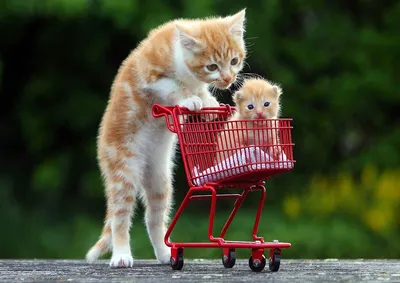 Lovely cats. Милые котики. PNG. | Милые детеныши животных, Милые котики,  Котята