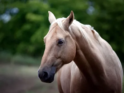 Очень красивая, изящная морда лошади…» — создано в Шедевруме