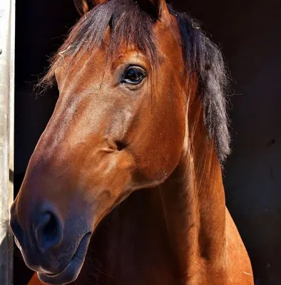 Морда лошади боком рисунок - 64 фото