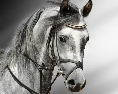 Наклейка «Морда лошади»