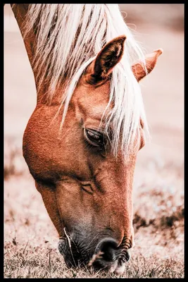 Морда лошади - картины и постеры от 999 руб| КартинуМне!