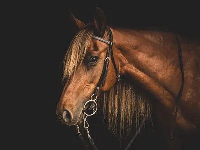 Морда лошади рисунок акварелью - 68 фото