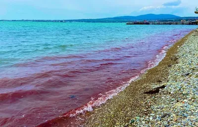 Эколог объяснил, почему море в Геленджике изменило цвет - KP.RU