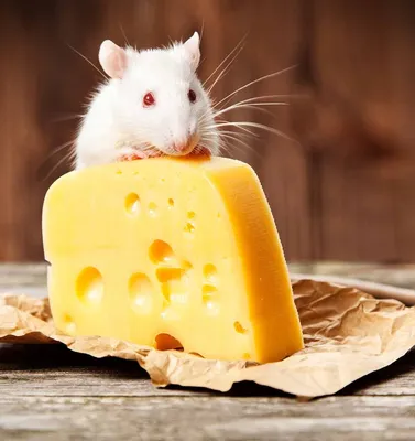 Так любят ли мыши грызть сыр? | Юлия Плеханова | Дзен