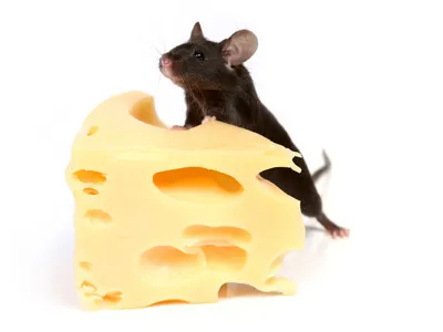Файл 3D Мышь, поедающая сыр 🐉・Дизайн 3D принтера для загрузки・Cults