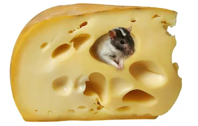 Мышь и сыр стоковое фото. изображение насчитывающей сыр - 51797980