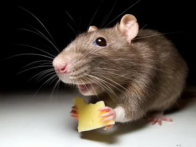 Нарисованная милая мышка ест сыр, …» — создано в Шедевруме