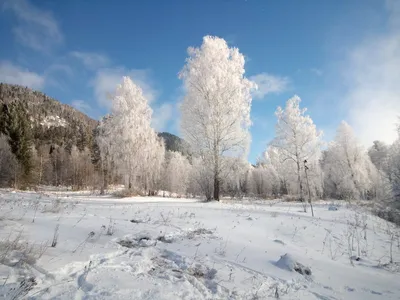 Начало зимы в Сибире первый снег на желтых деревьях Стоковое Изображение -  изображение насчитывающей сначала, начиная: 118170779