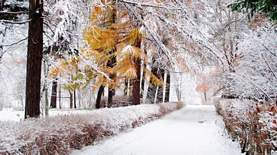 Начало зимы в Заполярье - Фотогалерея РГО
