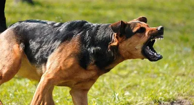 В России утвердили список опасных пород собак. Некоторых из них официально  не существует - BBC News Русская служба