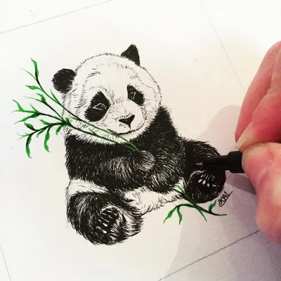 Как нарисовать панду на бамбуке - 33 фото