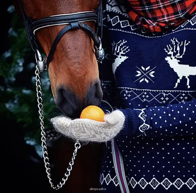 Предпросмотр схемы вышивки «Новогодняя лошадка» (№524986) - Вышивка крестом