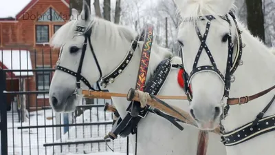 Новогодняя тройка сказочных лошадей, …» — создано в Шедевруме