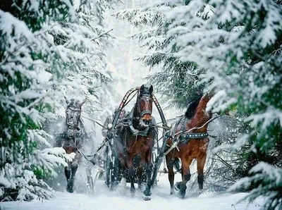 Тройка лошадей для поздравления на Новый Год. | Открытки, Лошади, Новый год