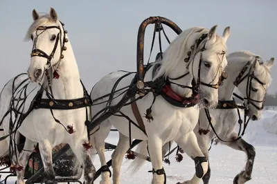 Статьи, Открытое письмо вашей лошади на Новый год | Prokoni.ru