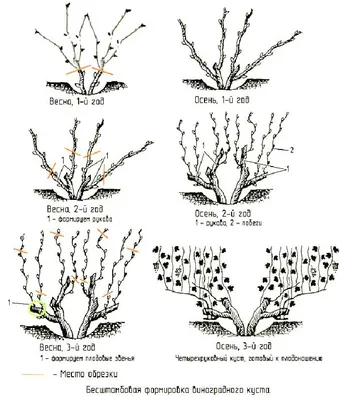 Как правильно обрезать виноград весной - схема для новичков и пошаговая  инструкция с видео