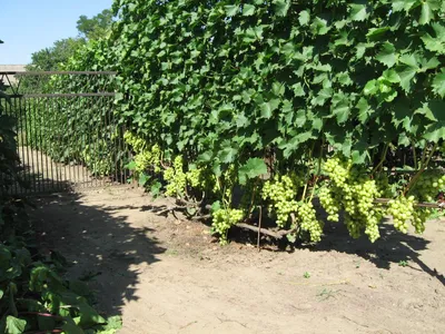 Обрезка винограда весной в картинках фотографии