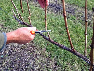 Обрезка винограда весной: как обрезать, сроки, пошаговая инструкция