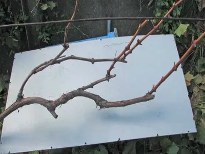 Фигура лозы, формирование куста винограда