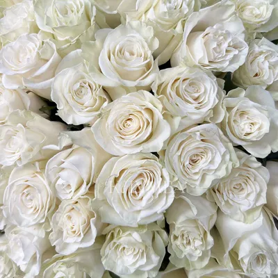Букет больших белых роз - 78 фото