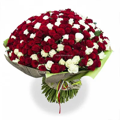 Купить огромный букет белых роз DF-375 с доставкой заказать огромный букет  белых роз в ❤ДеФлор
