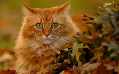 Осень и кошки картинки