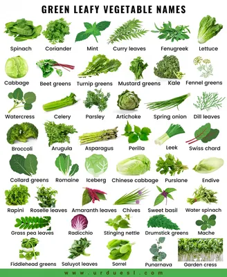 Список темно-зеленых овощей. Чем они полезны? | Доктор Наталья Павлюк | Дзен